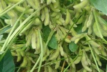 佳禾2号大豆栽培技术要点，中抗或高抗花叶病毒病