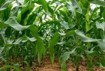 春华9号玉米栽培技术要点，4月下旬至5月上旬播种