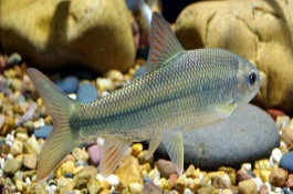 多鳞白甲鱼最喜欢吃什么饵料，喜欢生活在砂石底质的高山溪流中