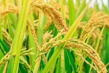 盛禾5号水稻栽培技术要点，该品种主茎11片叶