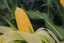 会玉2689玉米栽培技术要点，两年区试平均生育期128天