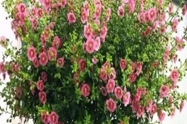 木槿花的土壤环境，寓意坚韧、质朴、永恒的爱意等