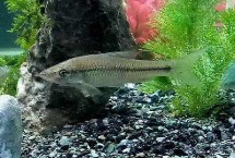 麦穗鱼在鱼缸里好养吗，适合在鱼缸内养殖