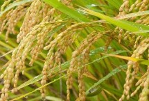 E两优68水稻栽培技术要点，播种前宜用咪鲜胺浸种