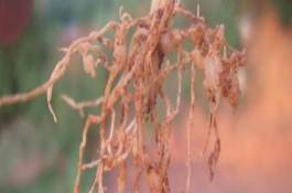 根结线虫用什么药好，主要为害各种蔬菜的根部