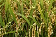 G两优727水稻栽培技术要点，一般4月中旬至5月中旬播种
