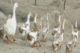 靖西大麻鸭的经济价值，其体型硕大且产蛋率高