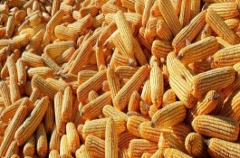 甜糯桃花红玉米栽培技术要点，每亩适宜密度3500株