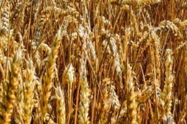 陇鉴108小麦栽培技术要点，生育期276天