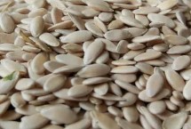 甜瓜种子恒温箱催芽方法，新鲜瓜里取的需要清洗晾晒后才行