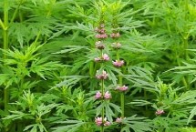 益母草的形态特征，每次中耕除草后都要追肥