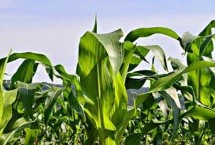 泰美甜3号玉米栽培技术要点，生育期为85.8天