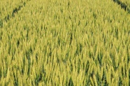 新麦19号小麦栽培技术要点，全生育期215天