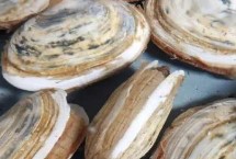 紫石房蛤的产地，主要分布在渤海、黄海等海域