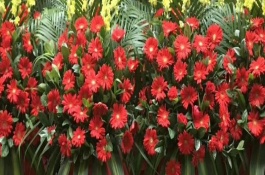 鲜花怎么养活，可选鸿运当头、蝴蝶兰等