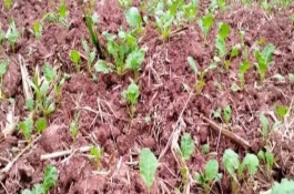 油菜为什么会僵苗，是受到干旱渍害、缺肥、病虫害等因素的影响