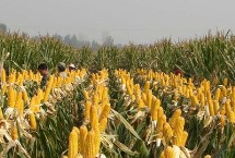 晨光688玉米栽培技术要点，中抗穗腐病