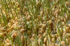 怎样保存小麦种子，一开始会吸胀