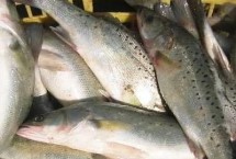 海鲈鱼的价格，批发价格一般10-15元一斤