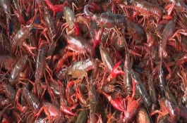 养殖龙虾的利润，一亩池塘的利润为3000元左右