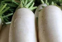 心里美萝卜种植间距，种植地的选择是很重要