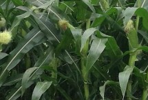 嘉禧100玉米栽培技术要点，适应区4月下旬至5月上旬播种