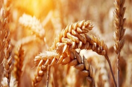 藁优5766小麦栽培技术要点，该品种属半冬性中熟品种