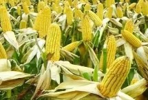 晋博玉172玉米栽培技术要点，注意防治病虫害和矮花叶病