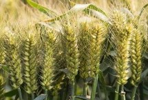 丰韵麦5号小麦栽培技术要点，适宜播期10月上中旬