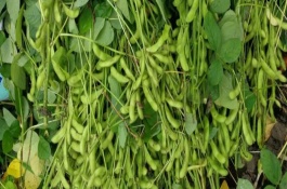 克豆64大豆栽培技术要点，普通品种