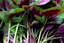 苋菜的生长期是多少天，不同病虫害的防治方法不同