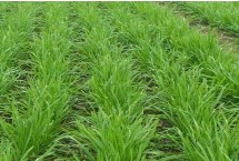 提高韭菜种子发芽率的方式，春夏秋季都可以