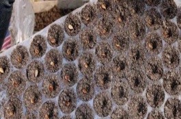 西瓜种子直接种植的方法，30天可发芽