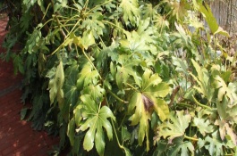 八角金盘叶子掉光会长吗，需及时修剪腐烂位置