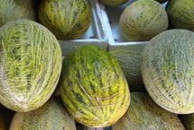 哈密瓜什么时候成熟，根据自己的条件合理选择