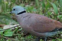 斑鸠怎么分公母，可根据头的形状、眼睛位置或眉毛长短等分辨