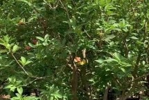 洋蒲桃简介，栽种后要保证土壤的湿润度