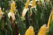 兰德玉13玉米栽培技术要点，适宜密度为4500株/亩左右