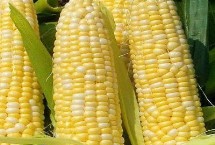 KC58玉米栽培技术要点，中抗茎腐病