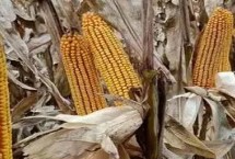 适宜地区，夏播生育期100天