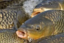 冬钓鲤鱼适合用什么商品饵料，螺鲤、九一八、一品鲤均为适宜选择