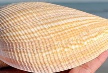 常见的田螺品种，产地在东亚、日本南部、中国台湾