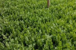 芹菜用肥禁忌，播种前放入清水中浸泡24小时