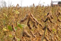 佳豆58大豆栽培技术要点，该品种亚有限结荚习性