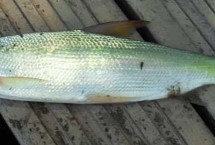 提竿时机，常用调低钓高法或铅坠躺底法