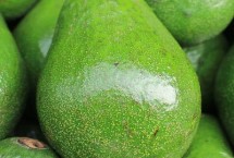 牛油果树适合什么地方种植，是指牛油果