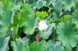 盛开的荷花与什么相似，看起来就像一个彩灯