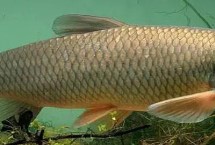 什么草草鱼喜欢吃，以植物根茎、枝叶、果实等为食