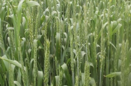 长武521(长武521-7)小麦栽培技术要点，生育期268天