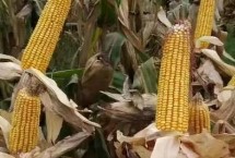 泛玉396玉米栽培技术要点，大喇叭口期防治玉米螟